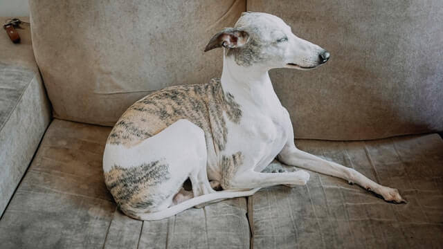 Whippet