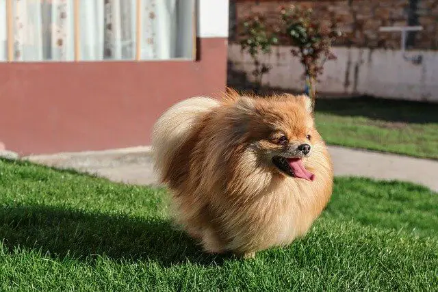 Pomeranian