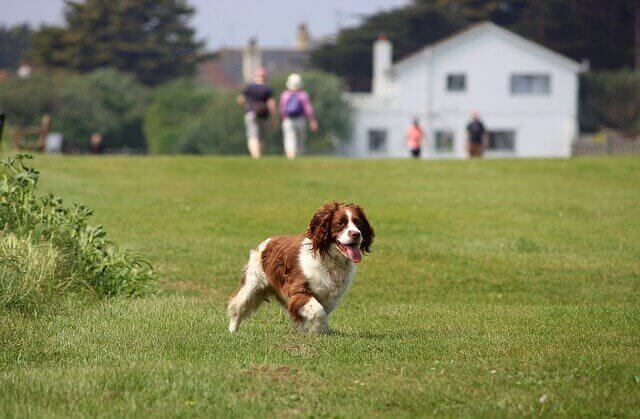 Springer Spaniel