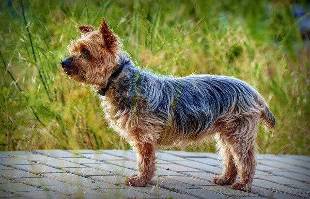 Yorkshire Terrier