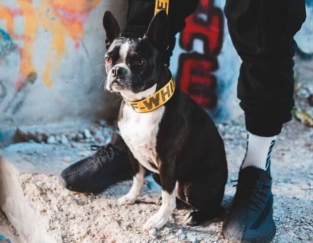 Boston Terrier