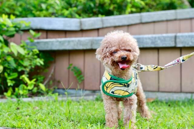 Miniature Poodle