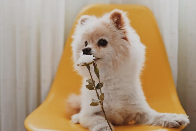 Pomeranian