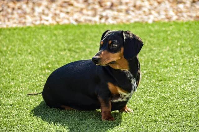 Dachshund