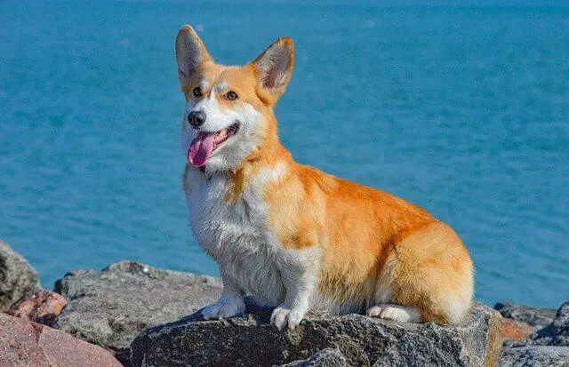 Pembroke Welsh Corgi