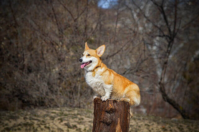 Pembroke Welsh Corgi