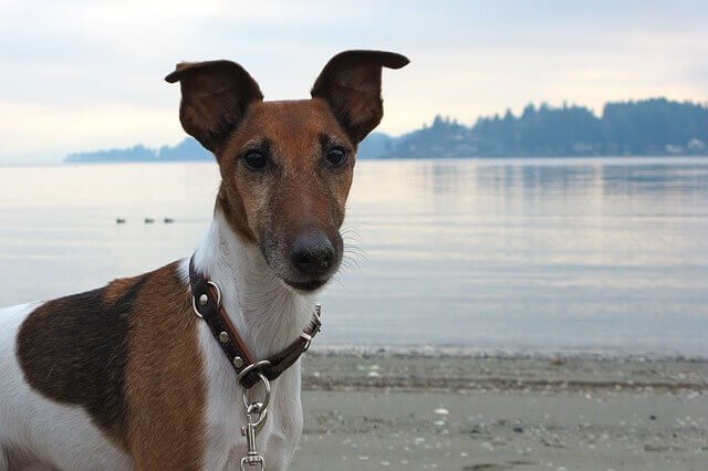 Smooth Fox Terrier