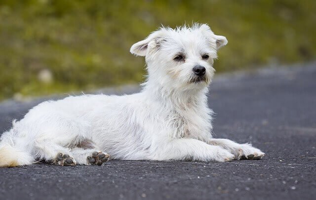 Maltese