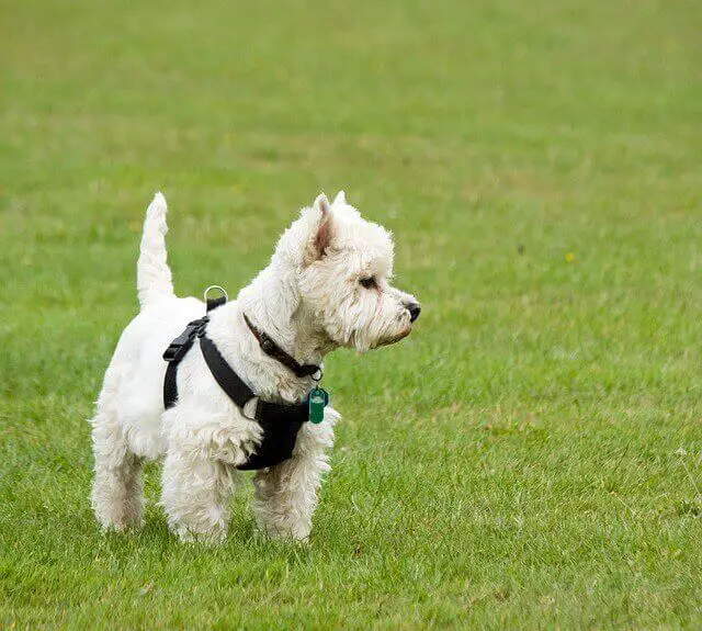 West Highland White Terrier