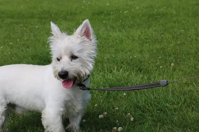 West Highland Terrier