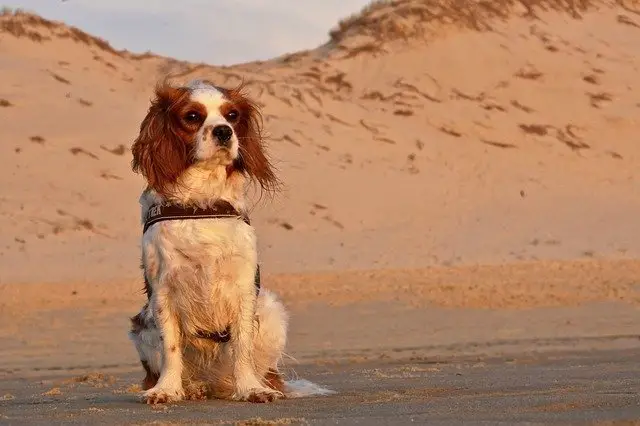 Cavalier King Charles Spaniel