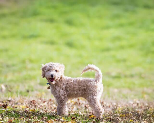 Bichon Frisé