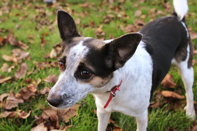 Rat Terrier