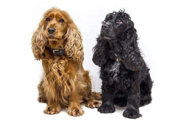 Cocker Spaniel