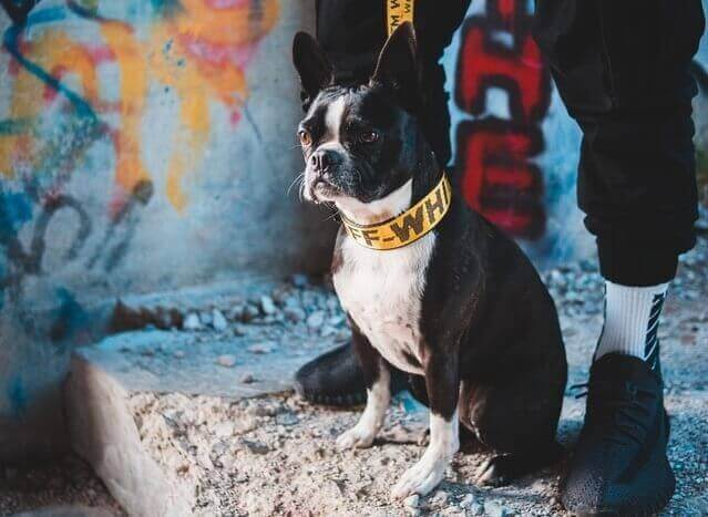 boston terrier