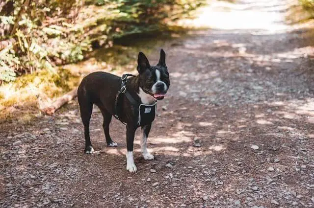 Boston Terrier