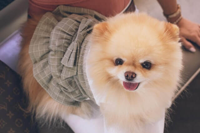 Pomeranian