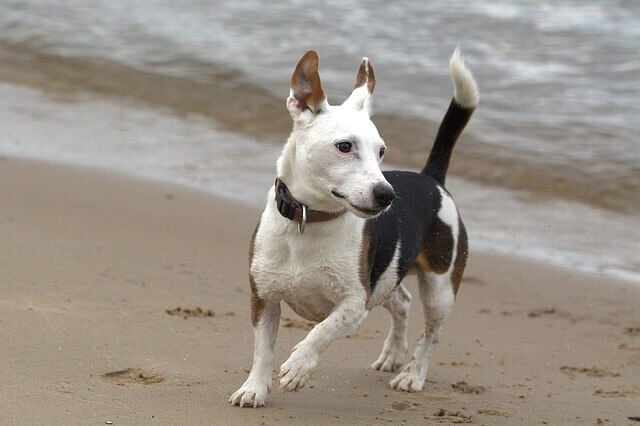 Jack Russell Terrier