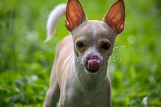 Chihuahua​​​​​​​