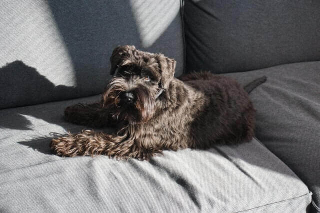 Miniature Schnauzer