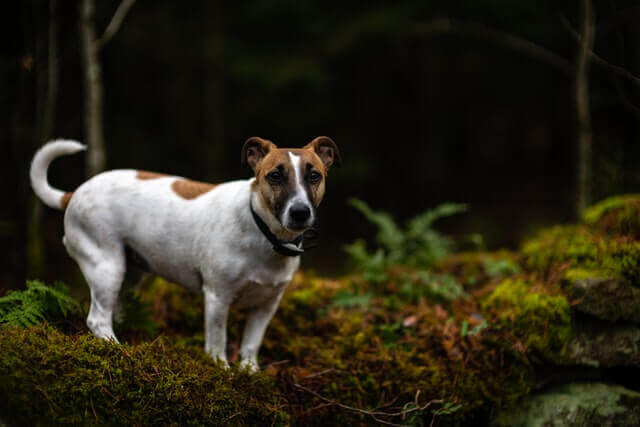 Jack Russell Terrier