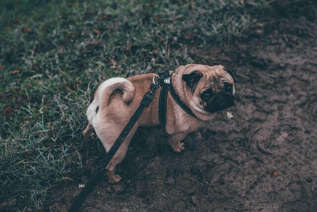 Pug