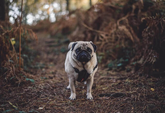 pug