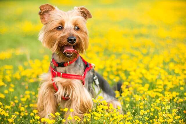 Yorkshire Terrier