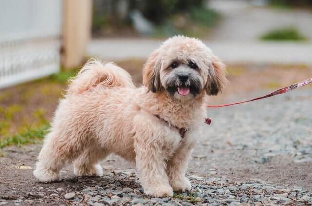 Lhasa Apso