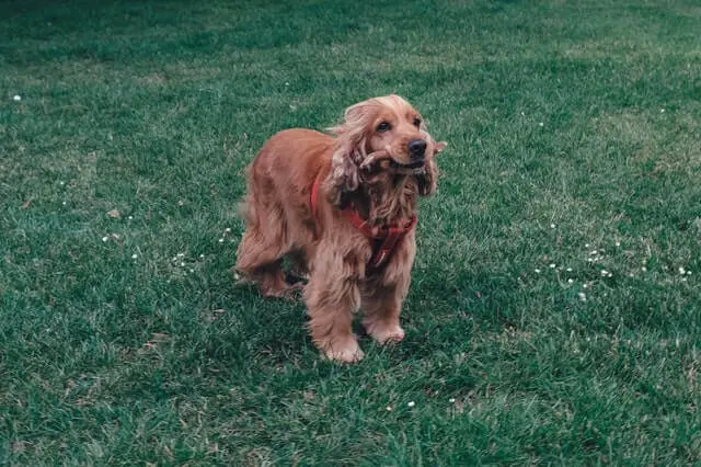 Cocker Spaniel