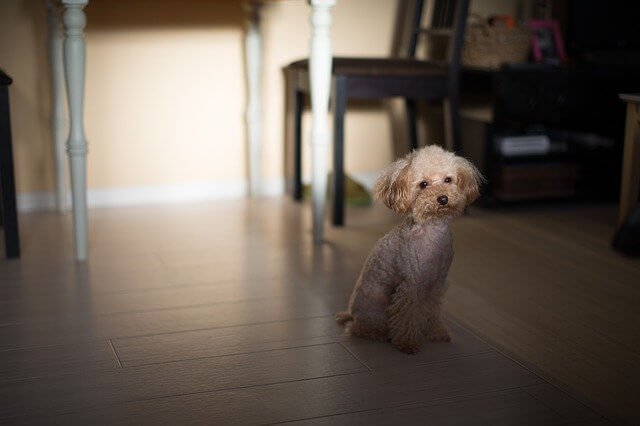 Toy poodle