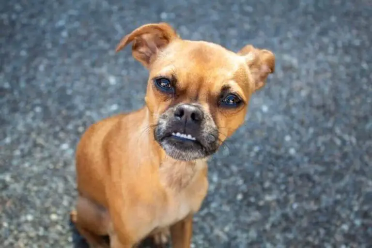 12 Small Dog Breeds With An Underbite (Must-See!) | All About My Small Dog