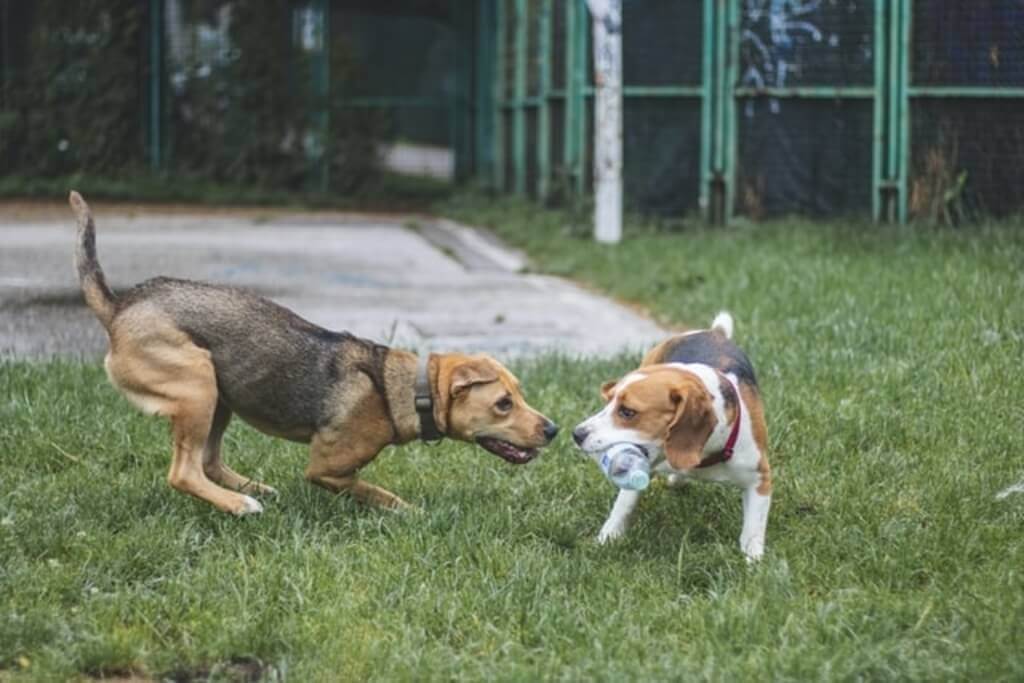 dogs playing outside in yard