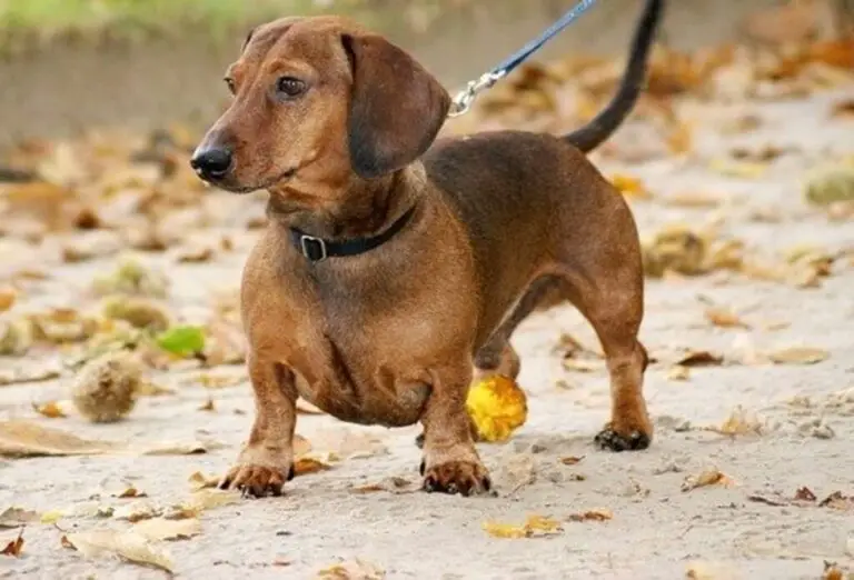 13 Small Dog Breeds With Short Legs (All The Facts)
