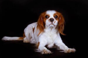 12 Small Dog Breeds With An Underbite (Must-See!) | All About My Small Dog