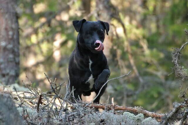 Patterdale Terrier