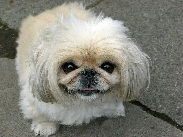 Pekingese