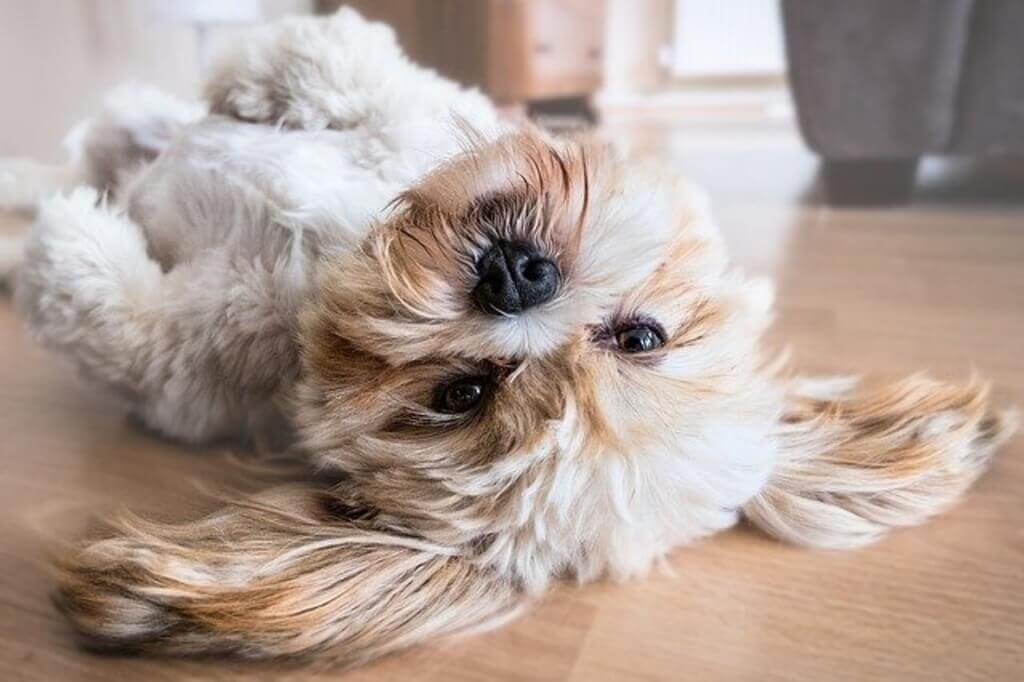 Lhasa Apso rolling over