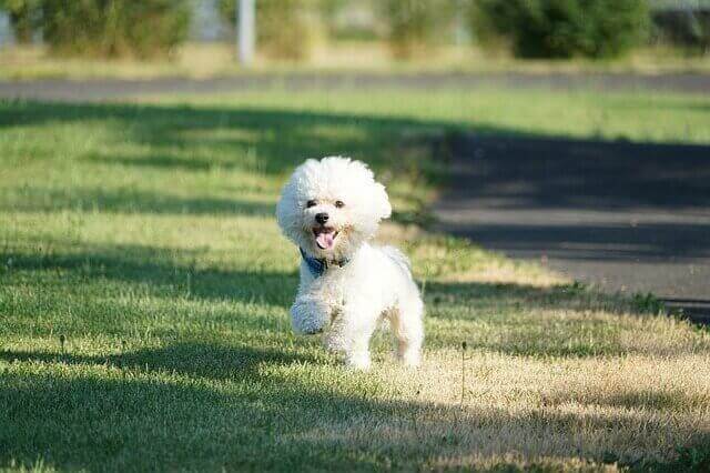 Bichon Frisé