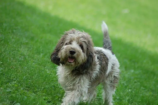 Petit Basset Griffon Vendeen