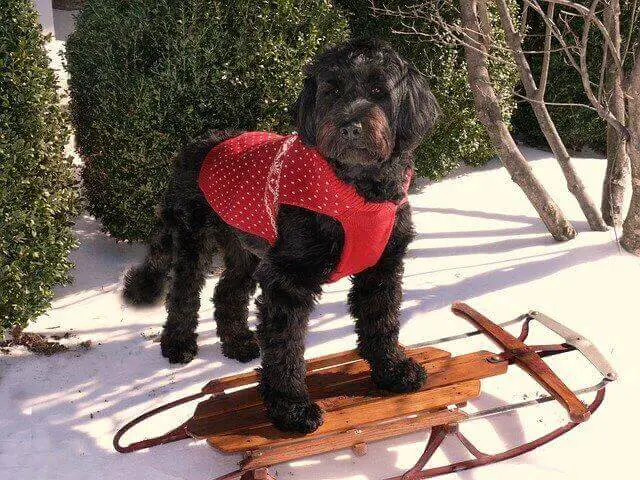 Portuguese Water Dog