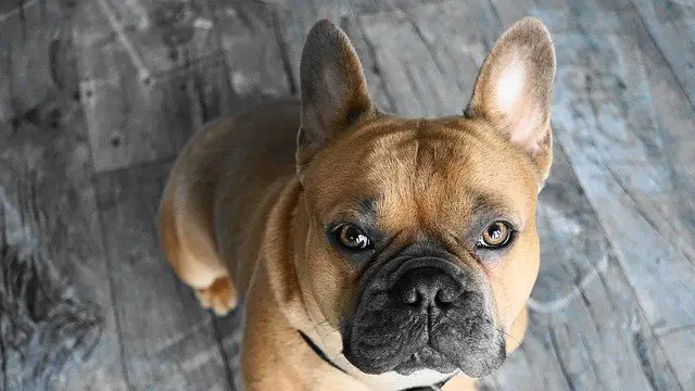 French Bulldog