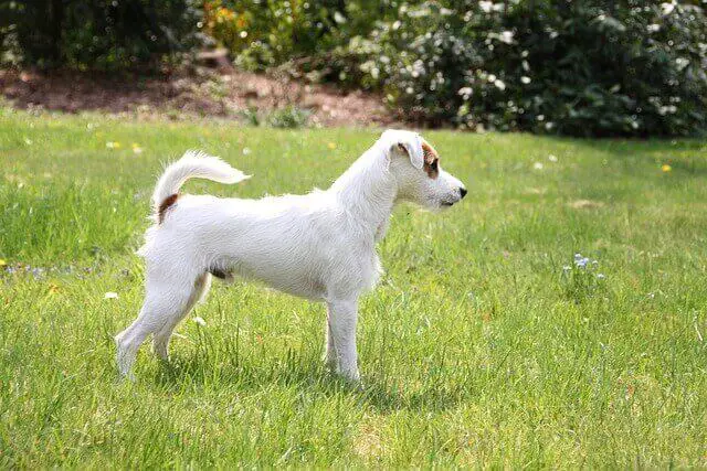 Parson Russell Terrier