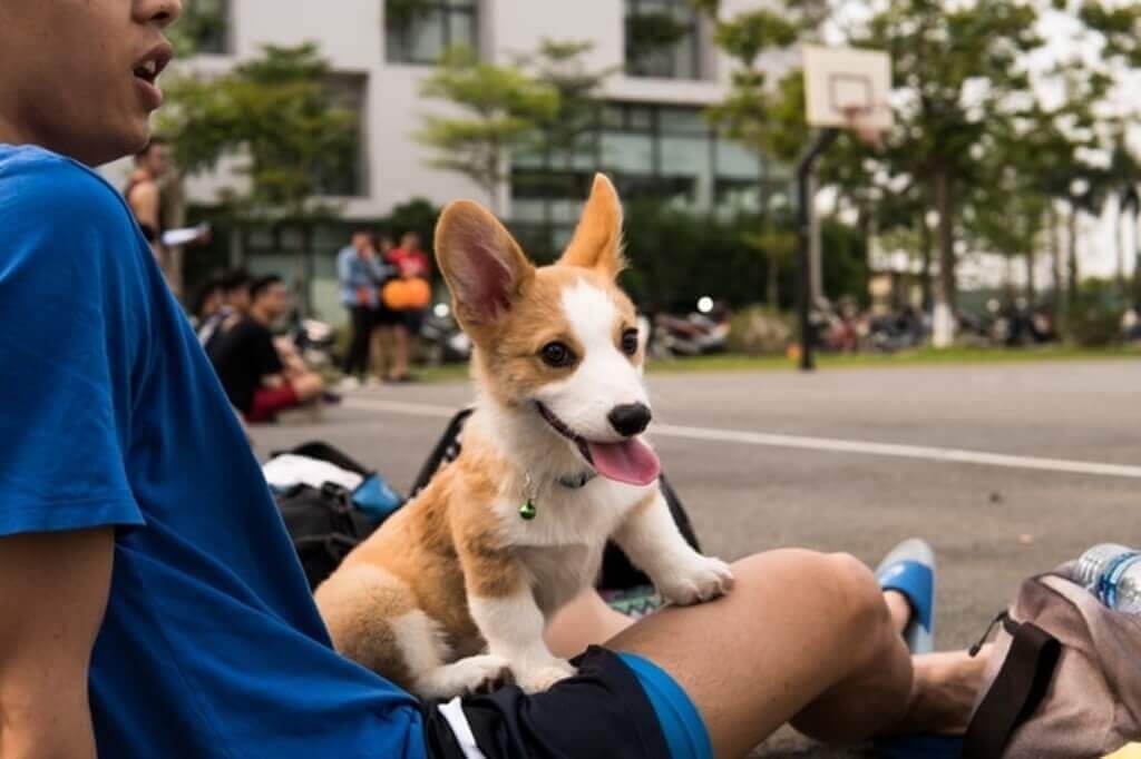 Dog on mans lap
