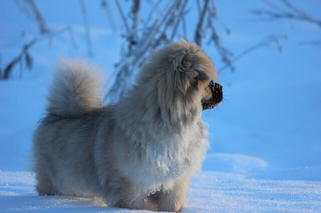 Tibetan Spaniel