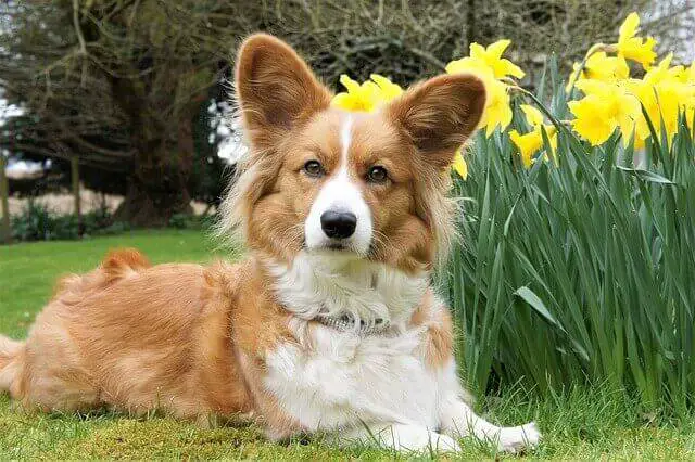 Cardigan Welsh Corgi