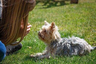 which dog breed is the hardest to train