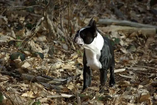 Boston Terrier