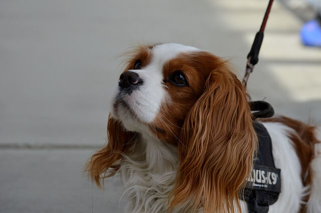 Cavalier King Charles Spaniel