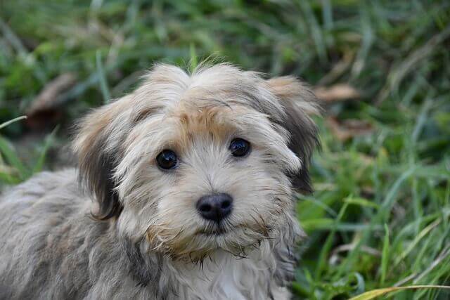 Havanese